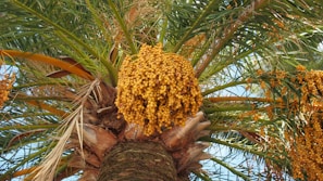 A hand holding a perfectly plump almond-stuffed date against a backdrop of sunlit palm trees
