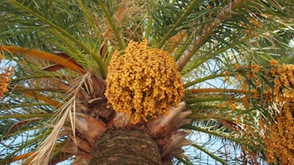 A hand holding a perfectly plump almond-stuffed date against a backdrop of sunlit palm trees