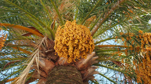 Golden dates hanging in dense clusters on sunlit palm trees.
