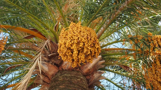 A cluster of golden-yellow dates hangs prominently from the fronds of a palm tree. The palm's trunk is textured with rough bark, surrounded by long, arching green leaves. The scene is brightly lit by sunlight, highlighting the vibrant colors and details.