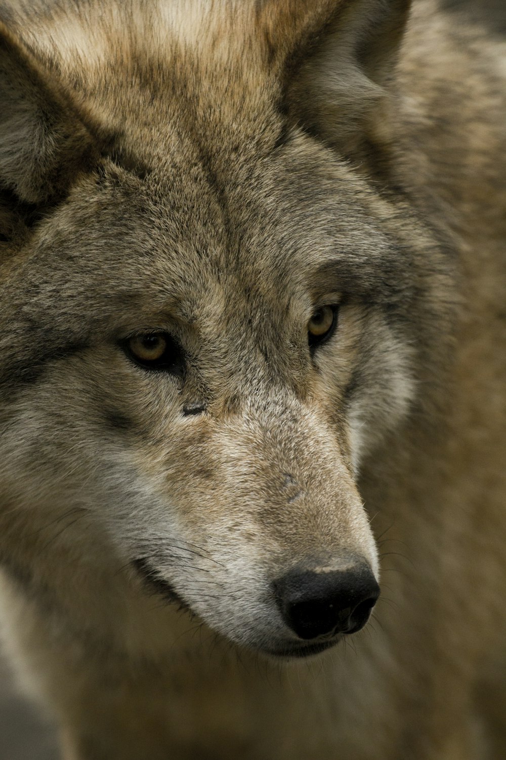 Braun-weißer Wolf mit geschlossenen Augen