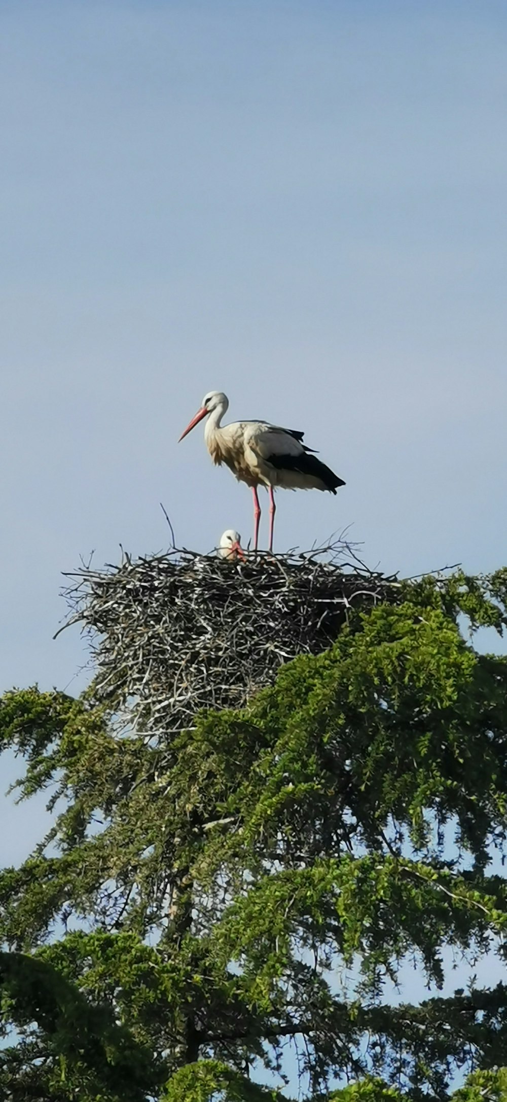 Cigogne blanche perchée sur le nid pendant la journée