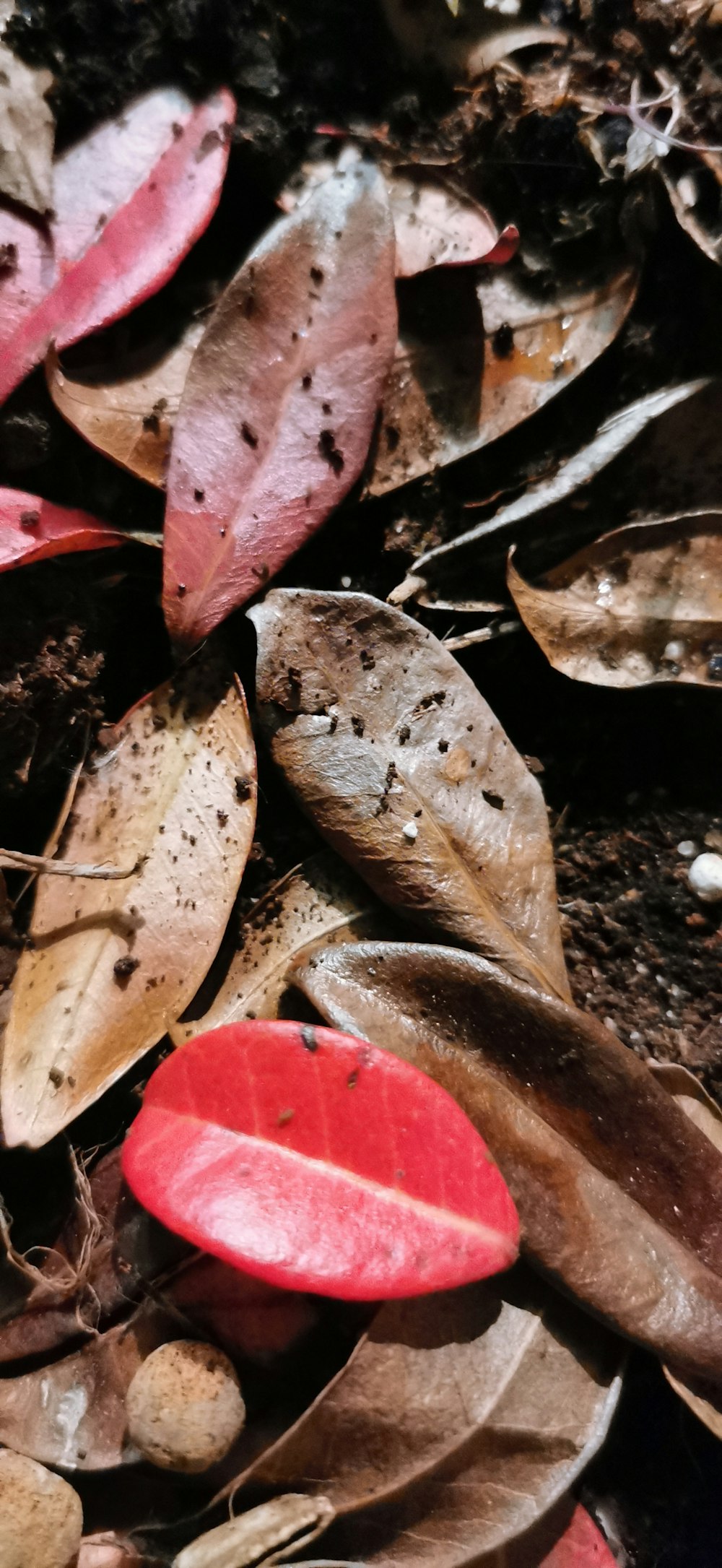 brown leaves on black soil