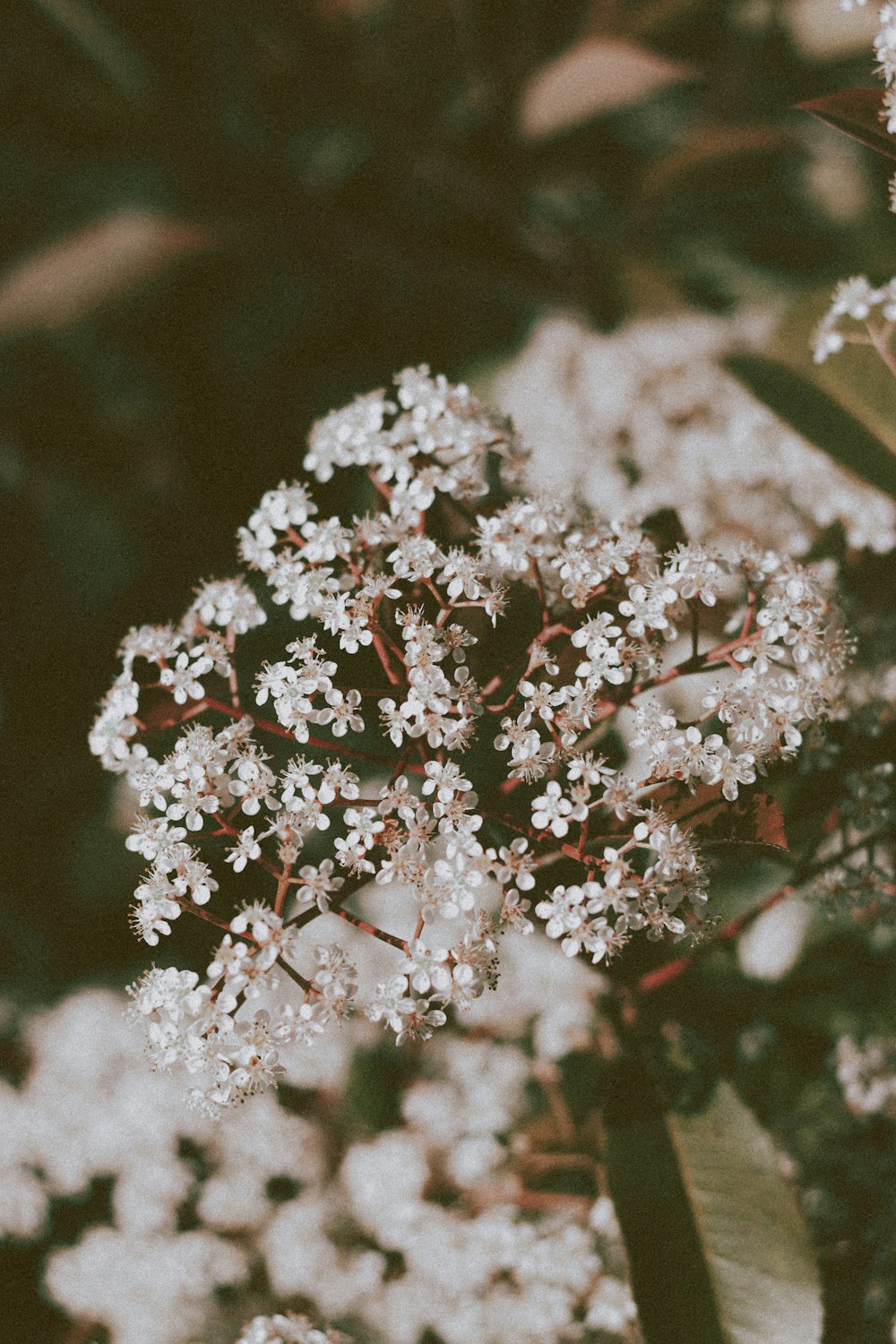 white flowers on brown stem