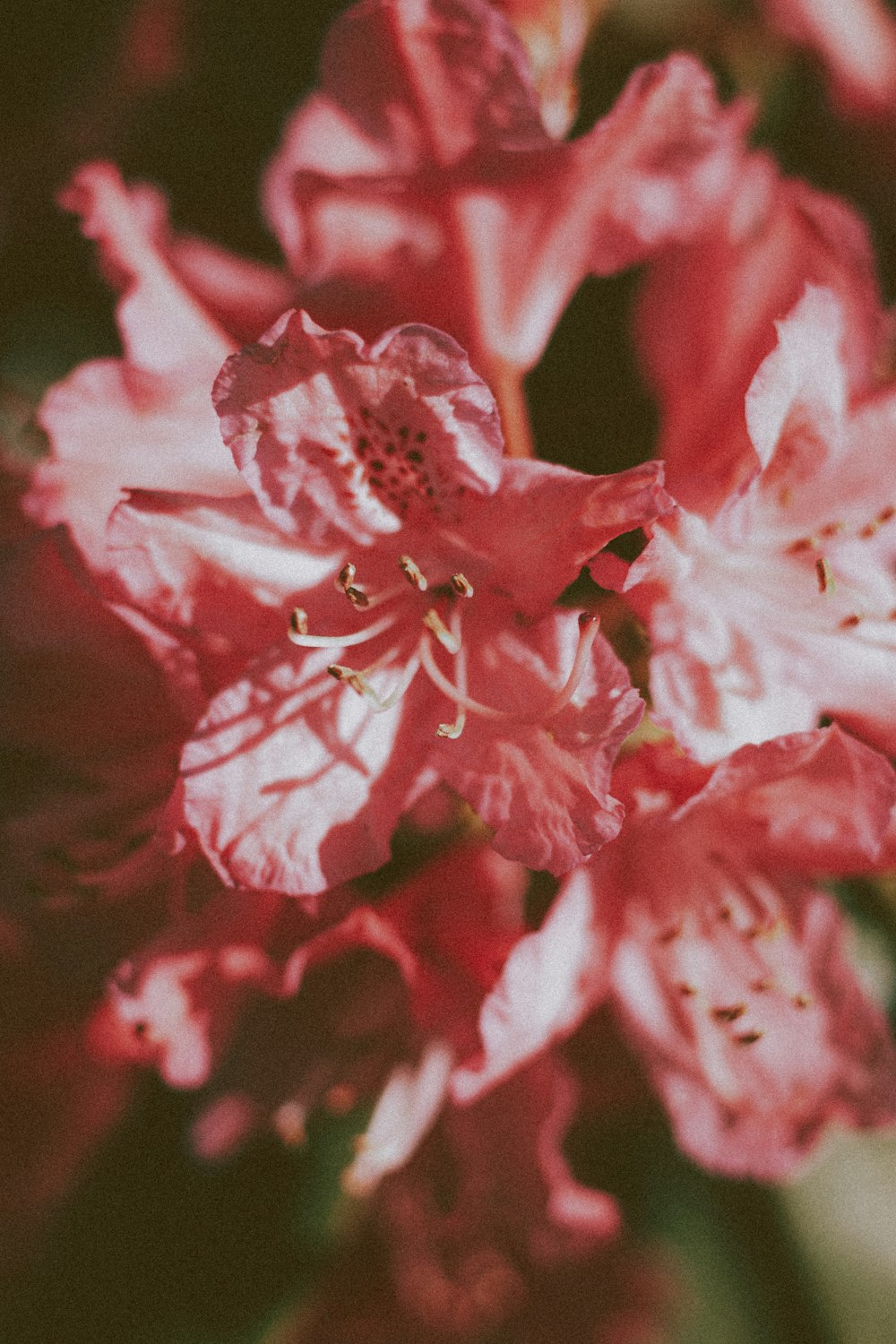 pink flower in macro shot