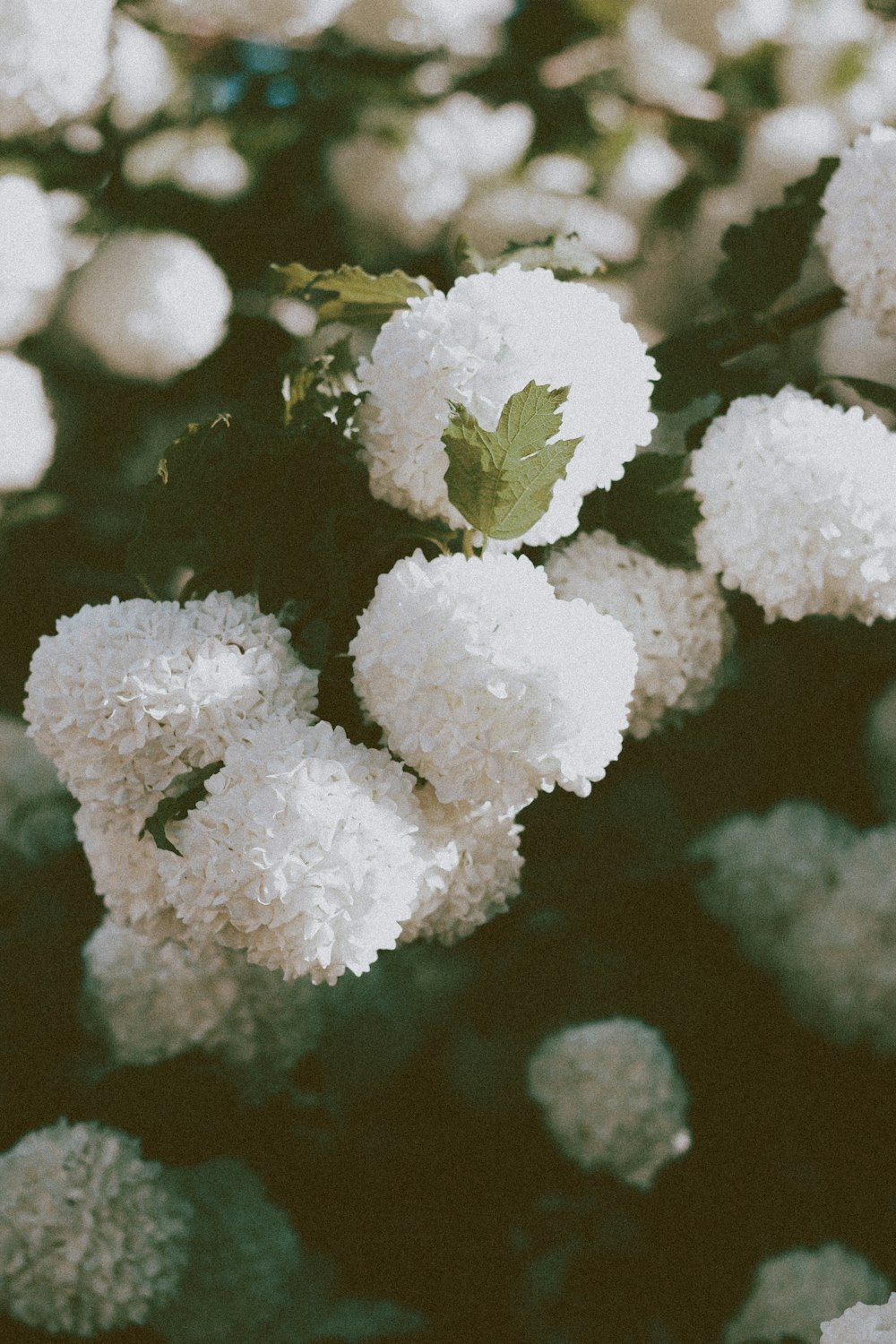 white flowers in tilt shift lens