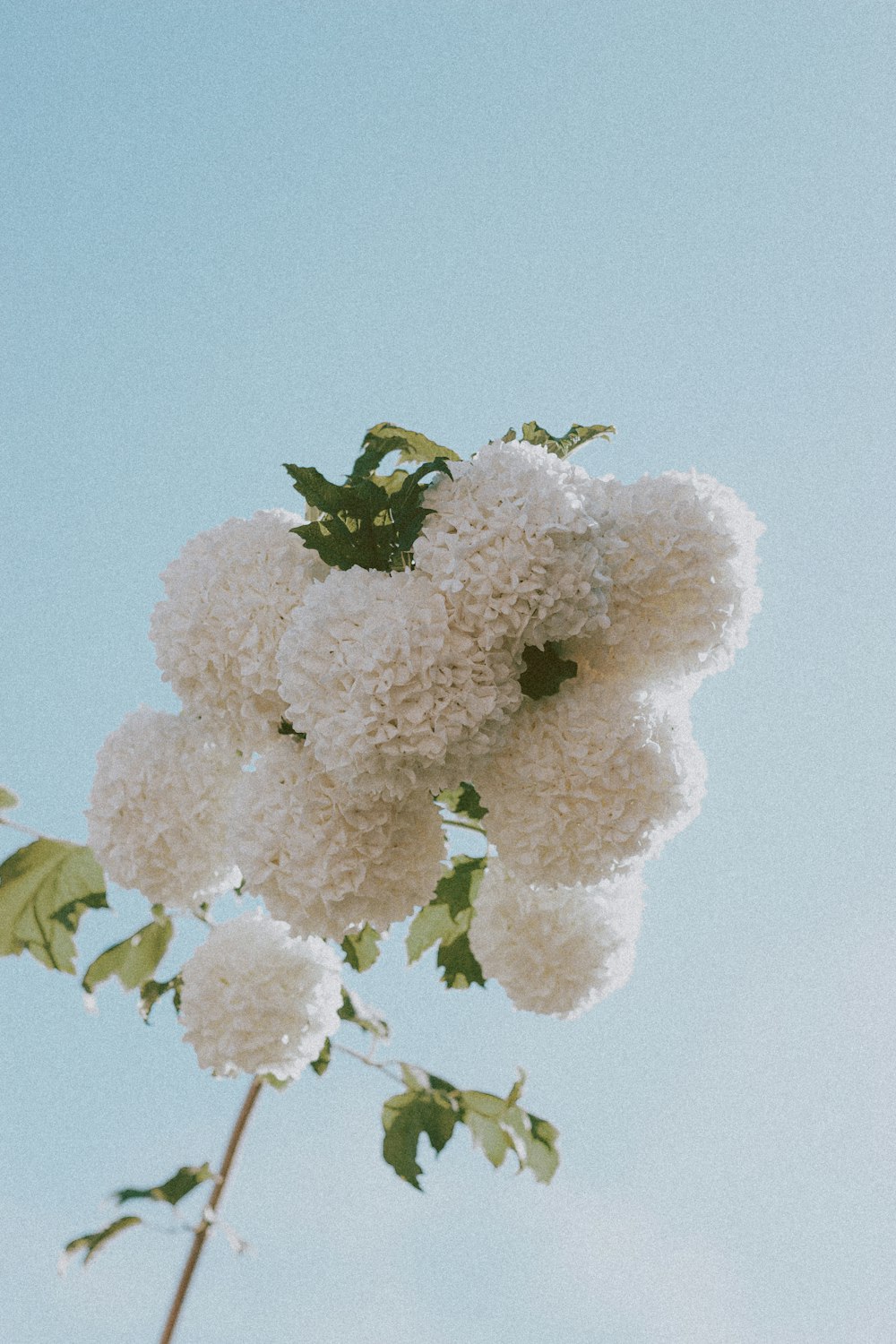 white flowers with green leaves