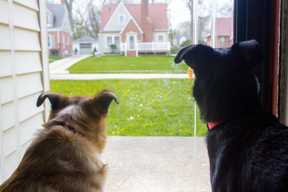 black and brown dogs on green grass field during daytime