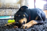 A black and tan dog with a red collar is lying down on a textured, dark rug chewing on a small brown object. The dog has an attentive gaze and is positioned in a cozy indoor setting with a patterned couch in the background. A bright green toy lies nearby, adding a splash of color to the scene.