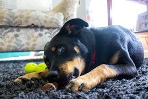 A black and tan dog with a red collar is lying down on a textured, dark rug chewing on a small brown object. The dog has an attentive gaze and is positioned in a cozy indoor setting with a patterned couch in the background. A bright green toy lies nearby, adding a splash of color to the scene.