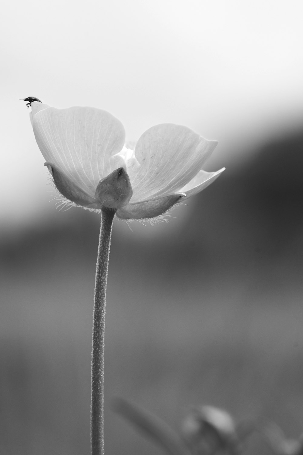 white flower in grayscale photography