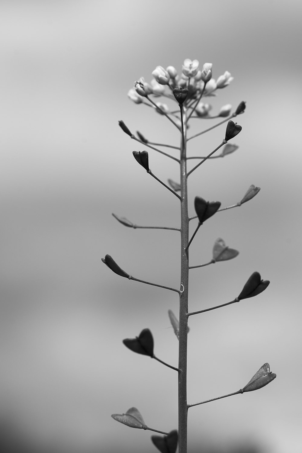 white flower in grayscale photography