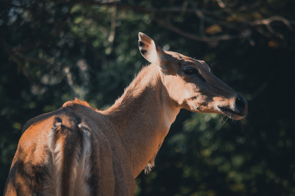 brown deer in tilt shift lens