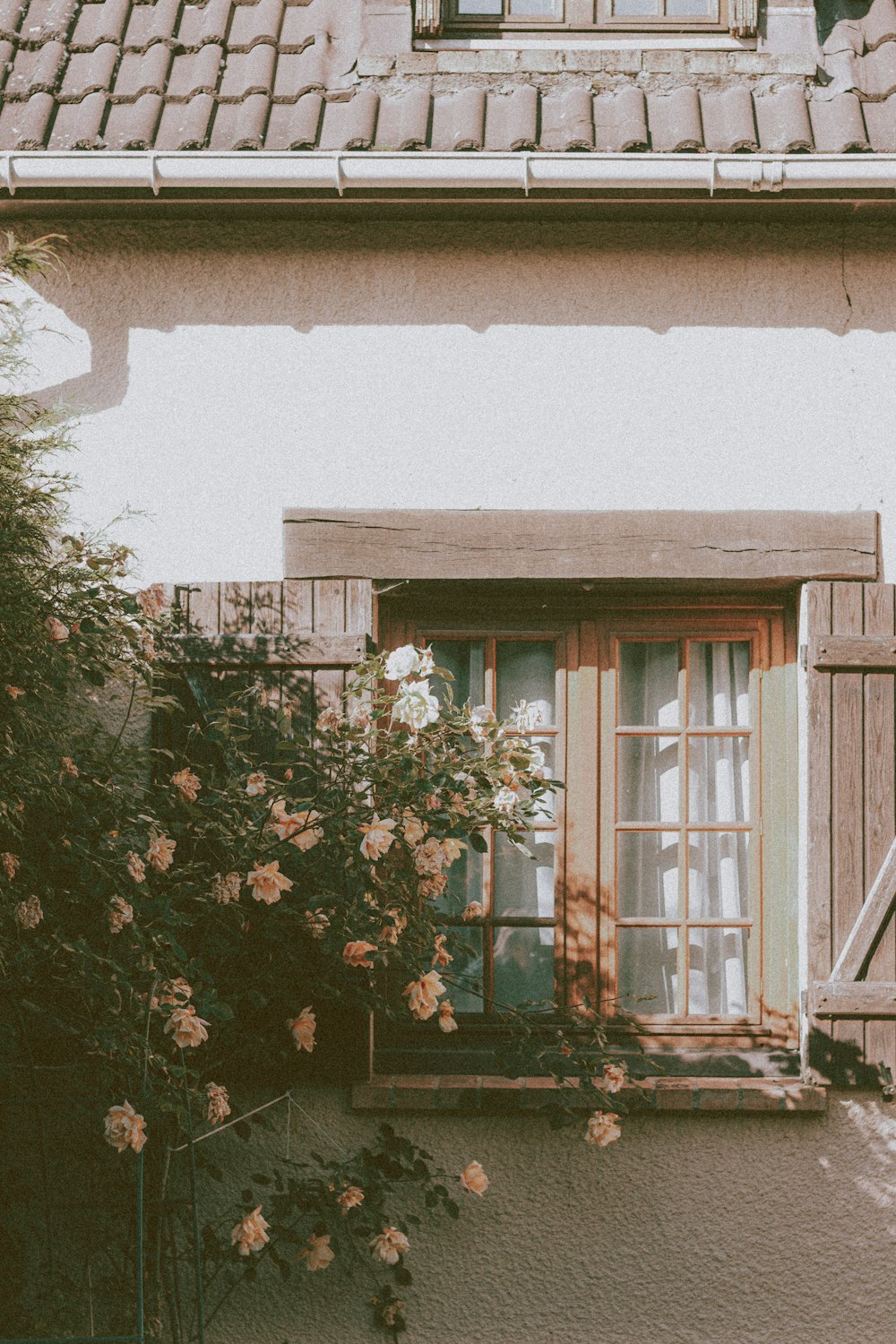 green plant beside brown wooden window