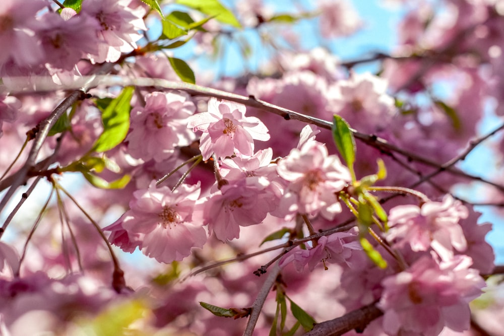 pink cherry blossom in bloom during daytime