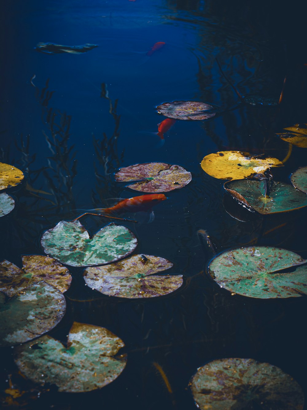 green and yellow leaves on water