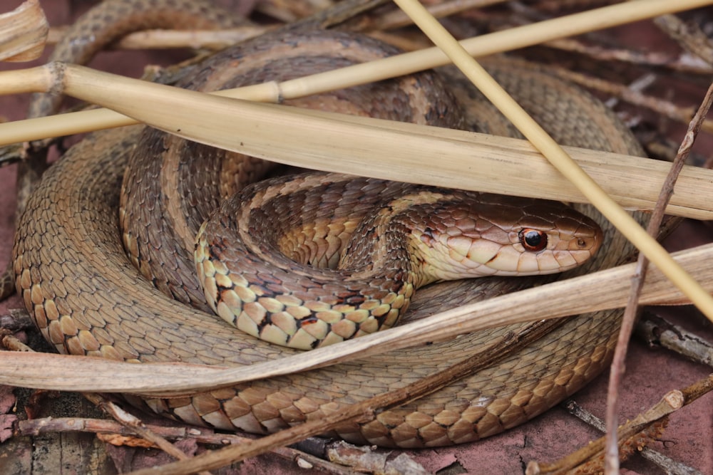 brown and black snake on brown wooden sticks