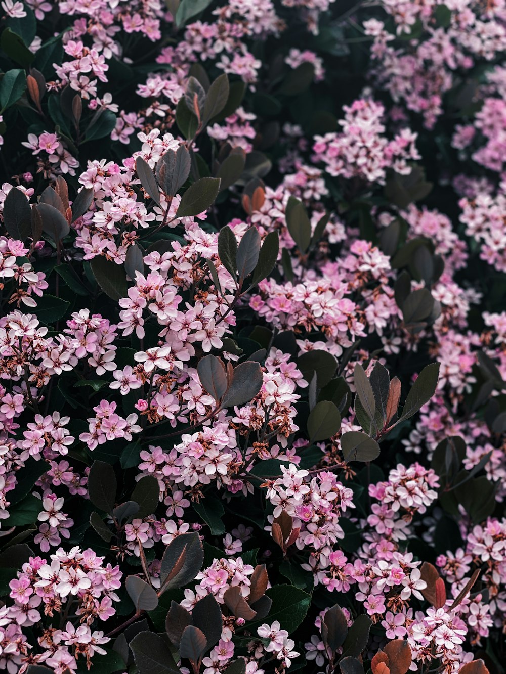 pink and white flowers in tilt shift lens