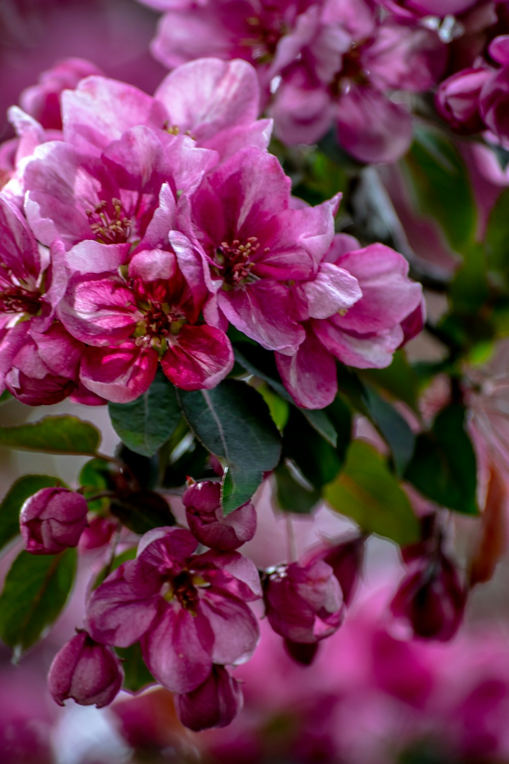 pink flower in macro shot