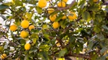 Lemon tree with bright yellow lemons ready for harvest.