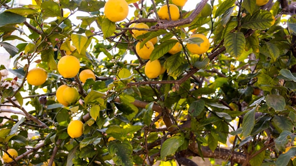 Close-up of a healthy potted lemon tree with ripe lemons.