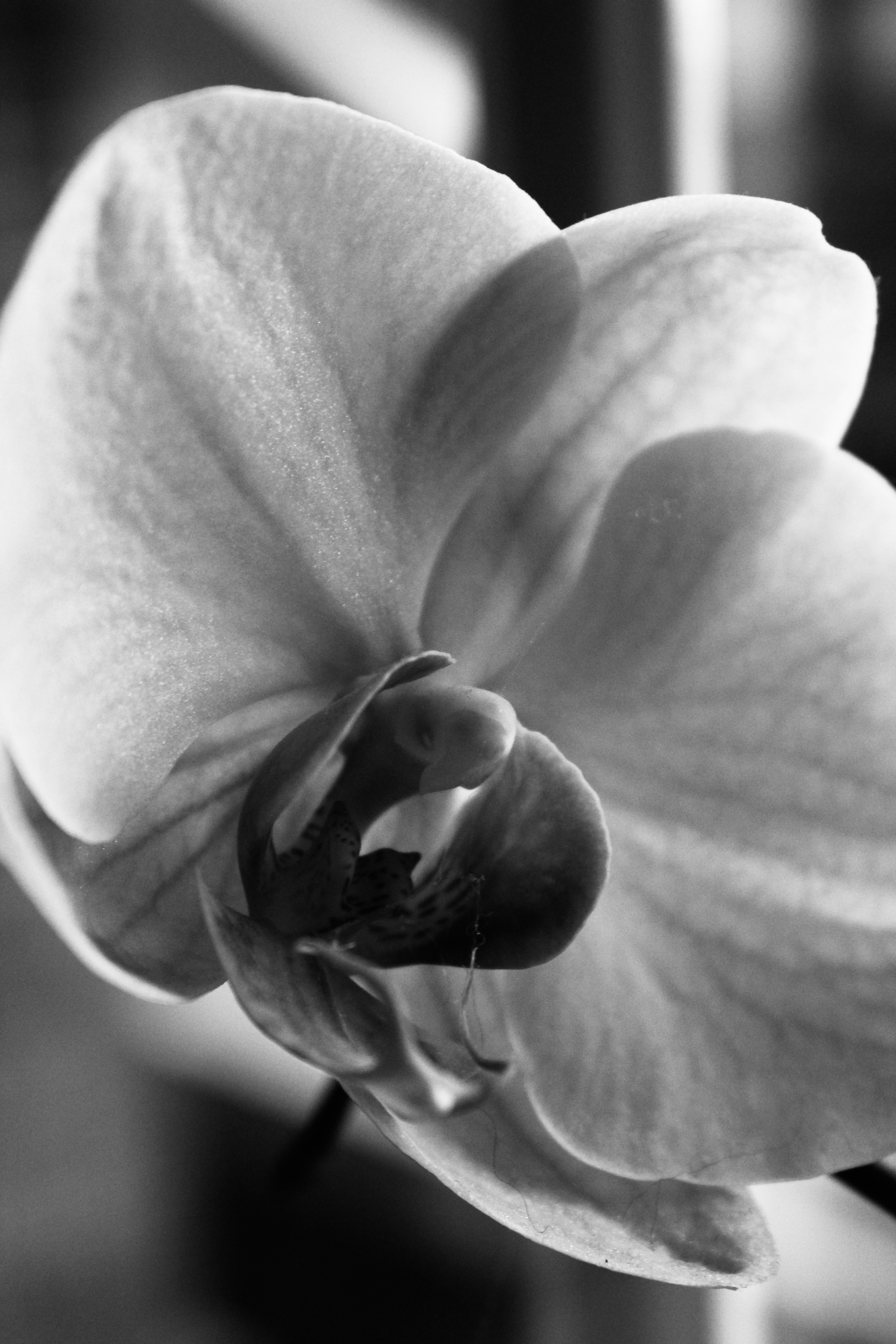 Anggrek Bulan Premium