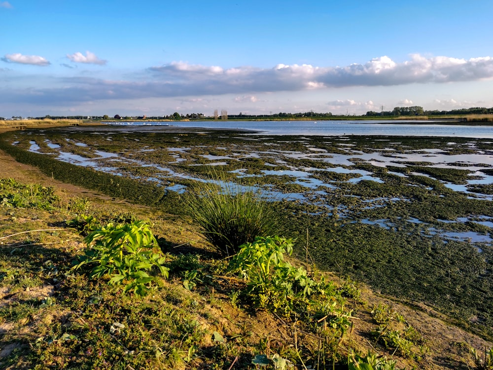 green grass near body of water under blue sky during daytime