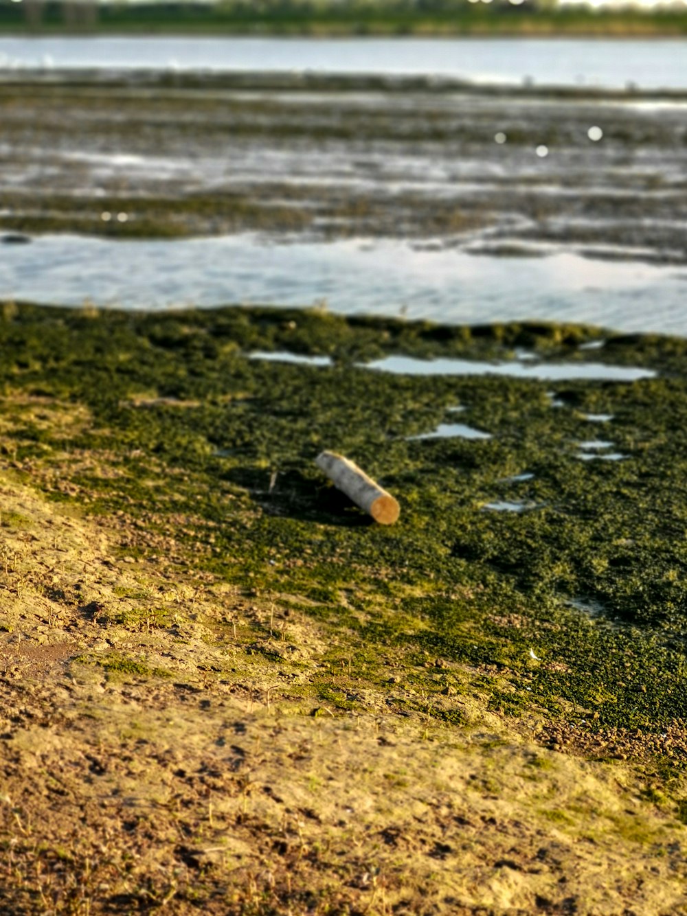 clear glass bottle on brown sand near body of water during daytime