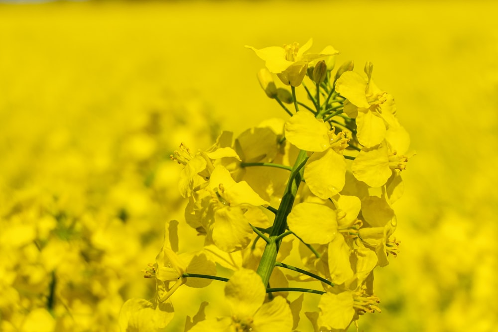 yellow flower field during daytime