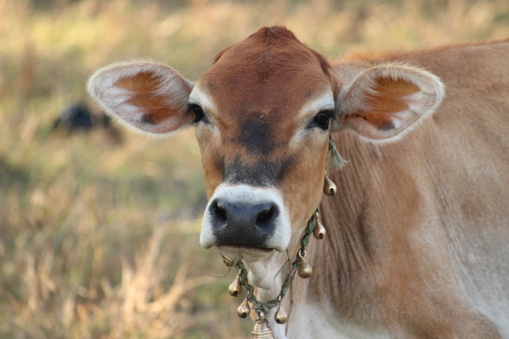 brown and white cow on brown grass field during daytime