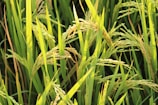 Close-up view of green rice plants in a field with full, mature grains ready for harvest. The plants display lush green leaves and the rice grains are golden in color, indicating ripeness.
