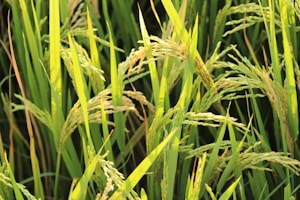 Close-up view of green rice plants in a field with full, mature grains ready for harvest. The plants display lush green leaves and the rice grains are golden in color, indicating ripeness.