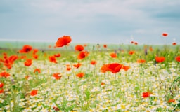 red flower field under blue sky during daytime