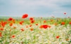 red flower field under blue sky during daytime
