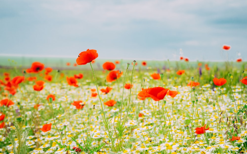 rotes Blumenfeld unter blauem Himmel tagsüber