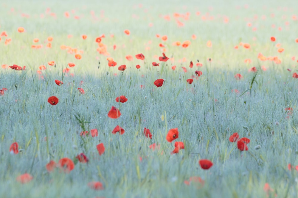 Campo de flores rojas durante el día