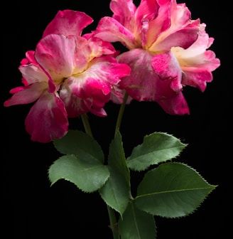 pink rose in bloom close up photo