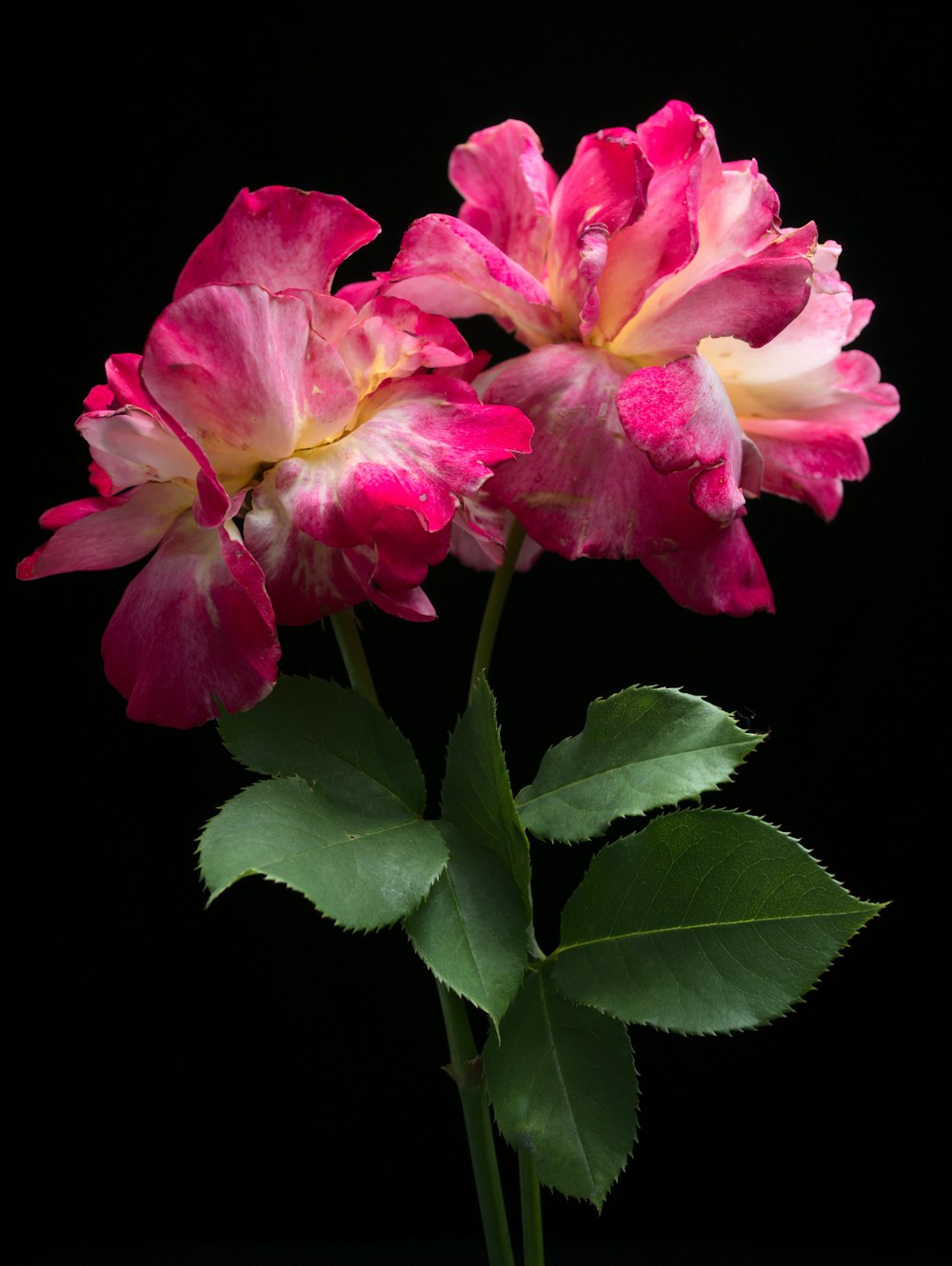 pink rose in bloom close up photo