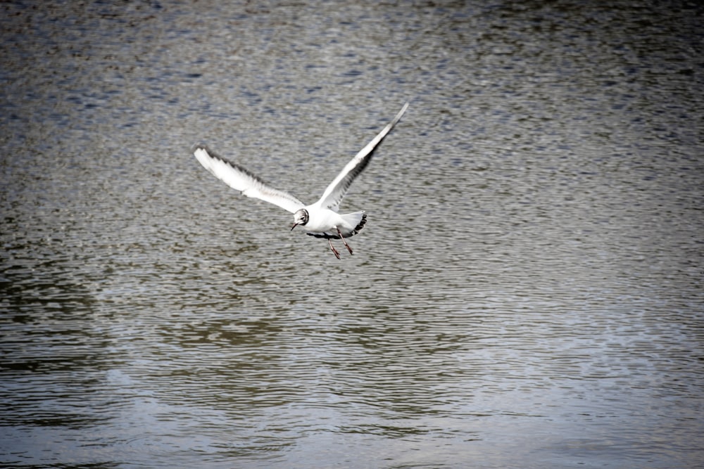 Weißer Vogel, der tagsüber über das Wasser fliegt