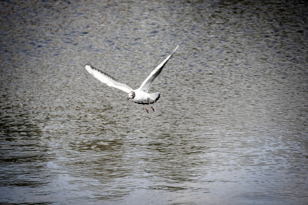 white bird flying over the water during daytime