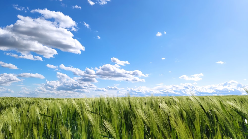 green grass field under blue sky during daytime