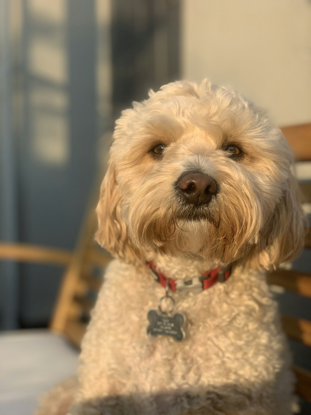 white poodle on brown wooden chair