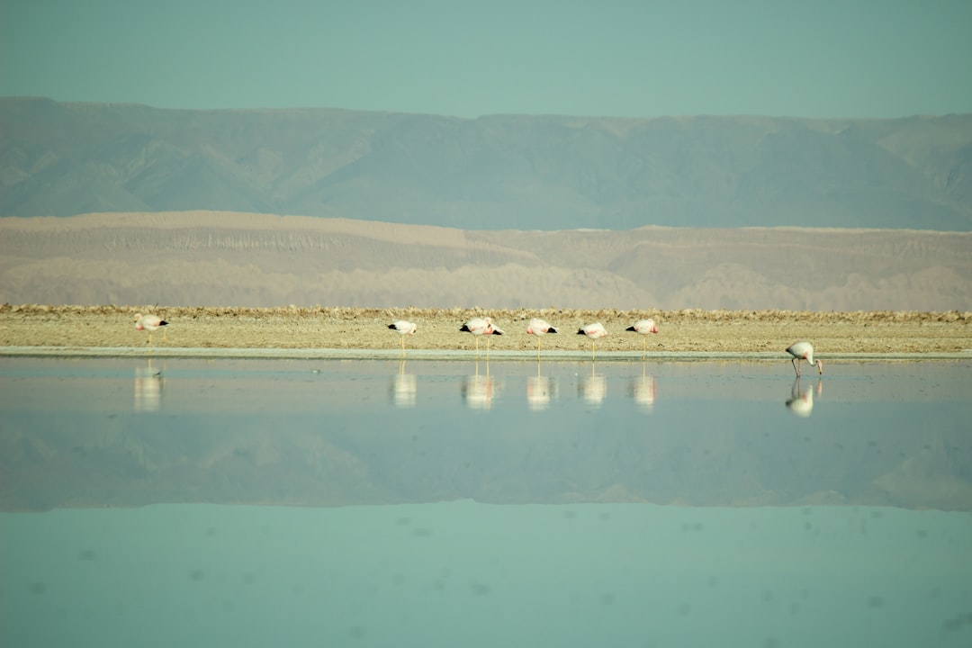 Ecoregion photo spot Desierto de Atacama Salar de Atacama