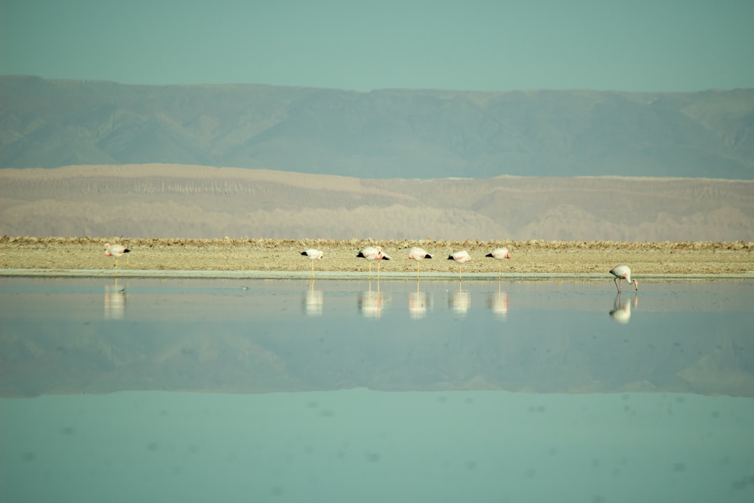 Ecoregion photo spot Desierto de Atacama Chile