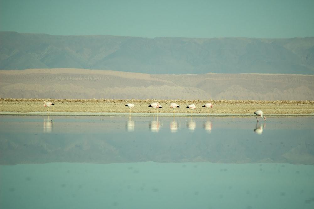 brown grass on water during daytime