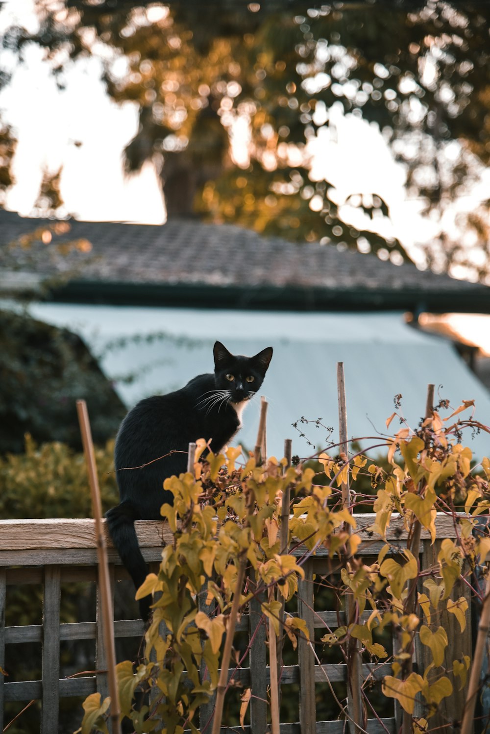 black cat on brown wooden fence