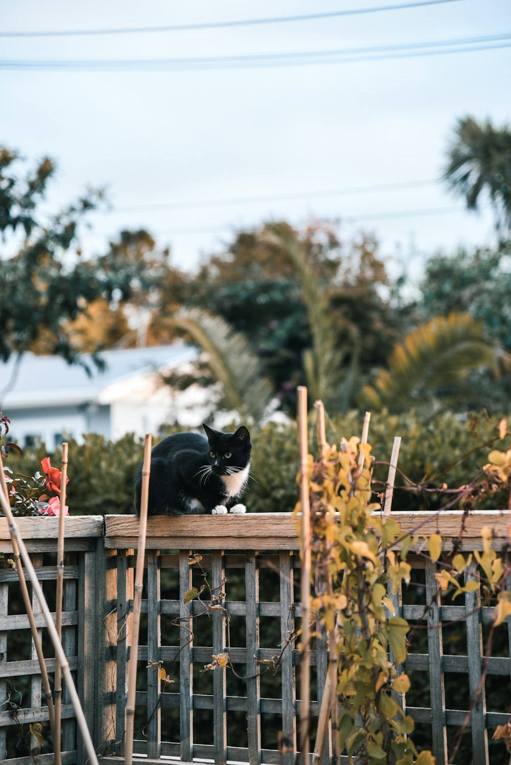 tuxedo cat on brown wooden fence during daytime