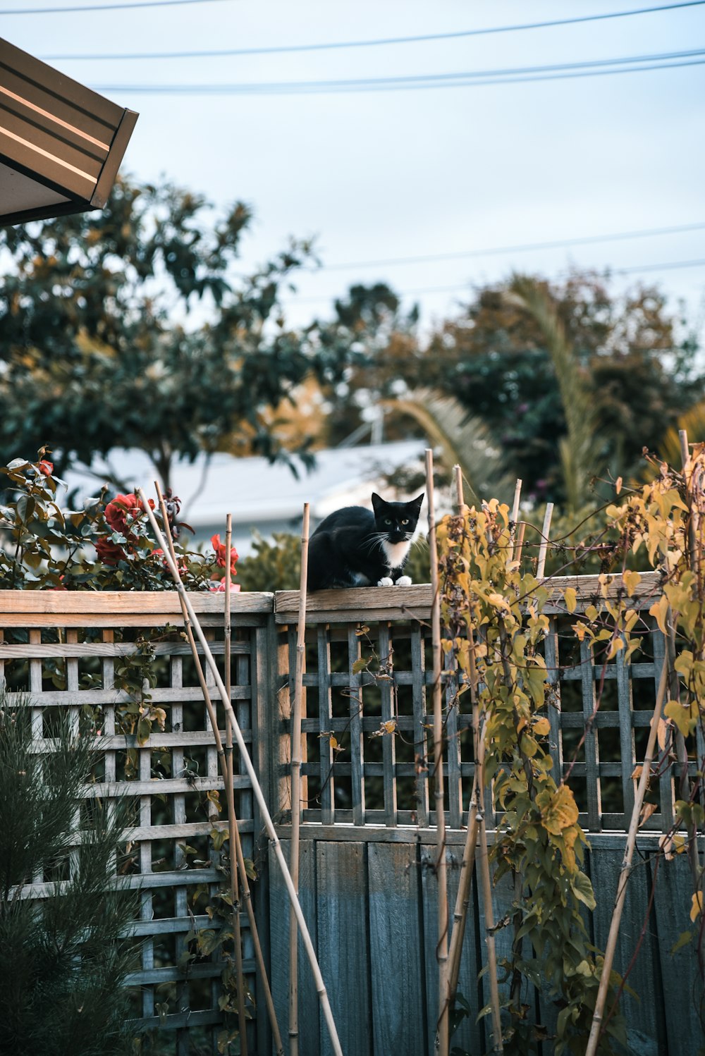 black and white cat on brown wooden fence during daytime