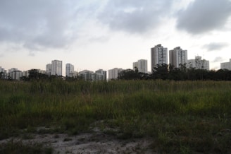 A landscape with a foreground of green grass and a backdrop of high-rise buildings under a cloudy sky.