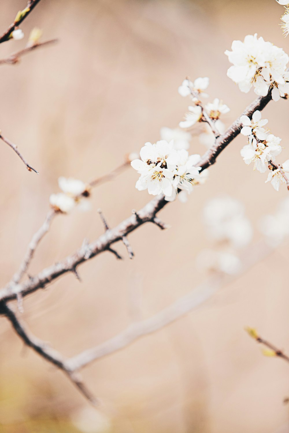 white cherry blossom in bloom during daytime